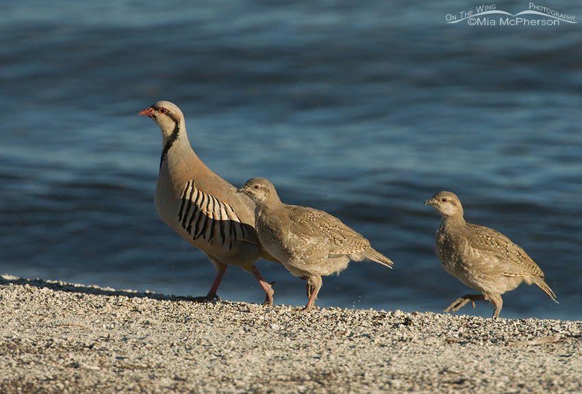 Adult Chukar with chicks on the shore of the Great Salt Lake