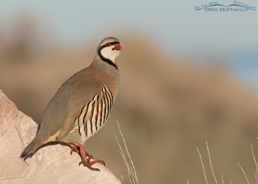 A Chukar with the Great Salt Lake in the background