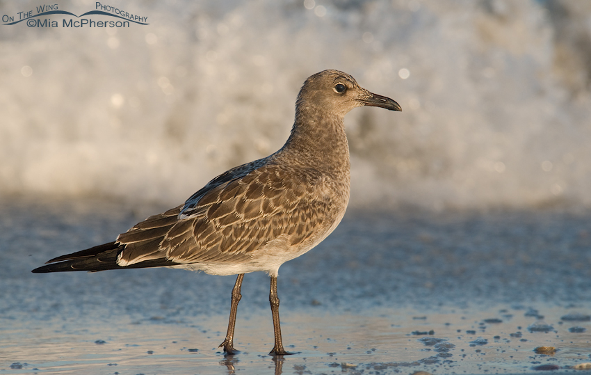 Juvenile Laughing Gull in Florida, Fort De Soto County Park, Pinellas County, Florida