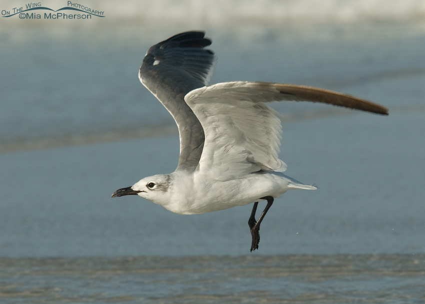 Laughing Gull in nonbreeding plumage