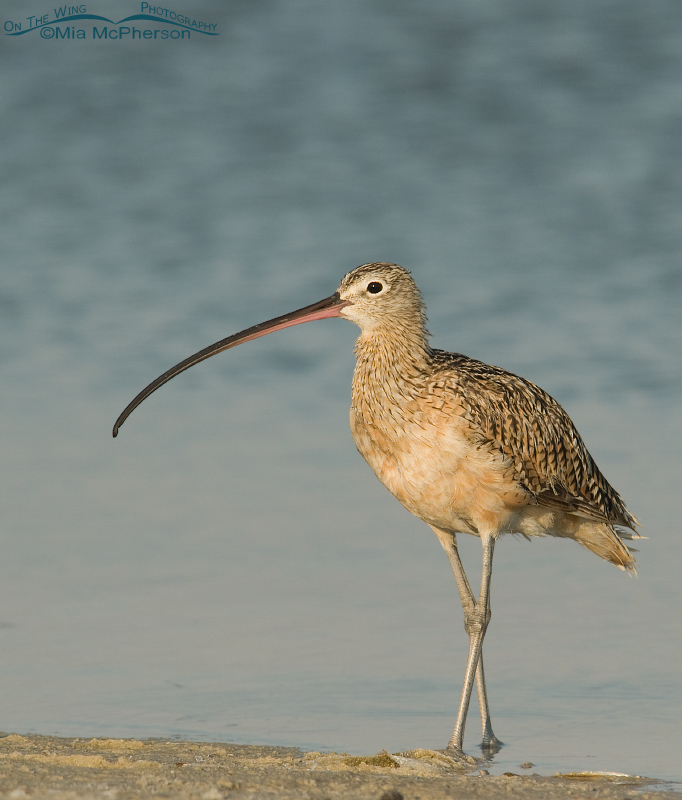 Long-billed Curlew at the edge of a lagoon