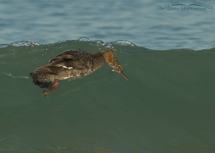 Red-breasted Merganser diving into a wave
