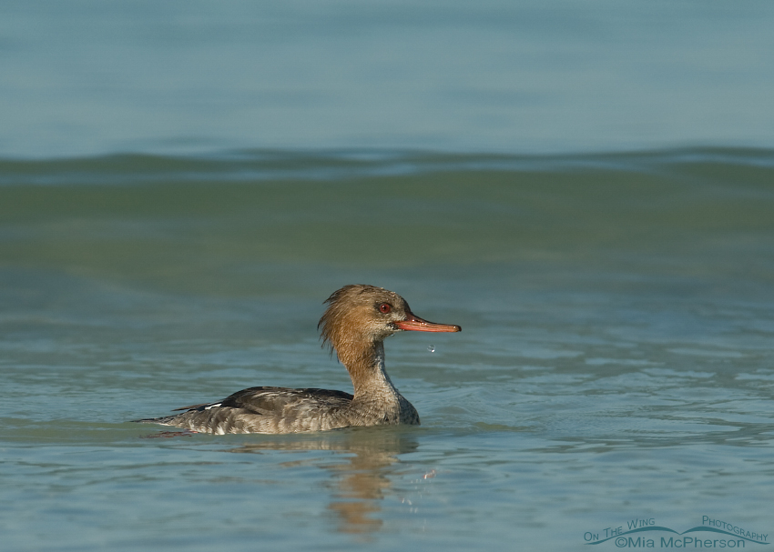 Red-breasted Merganser in the waves