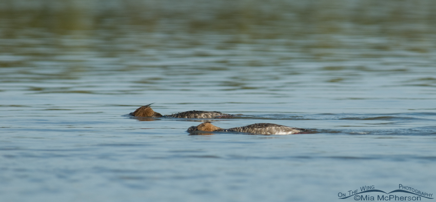 Red-breasted Mergansers foraging with their heads submerged