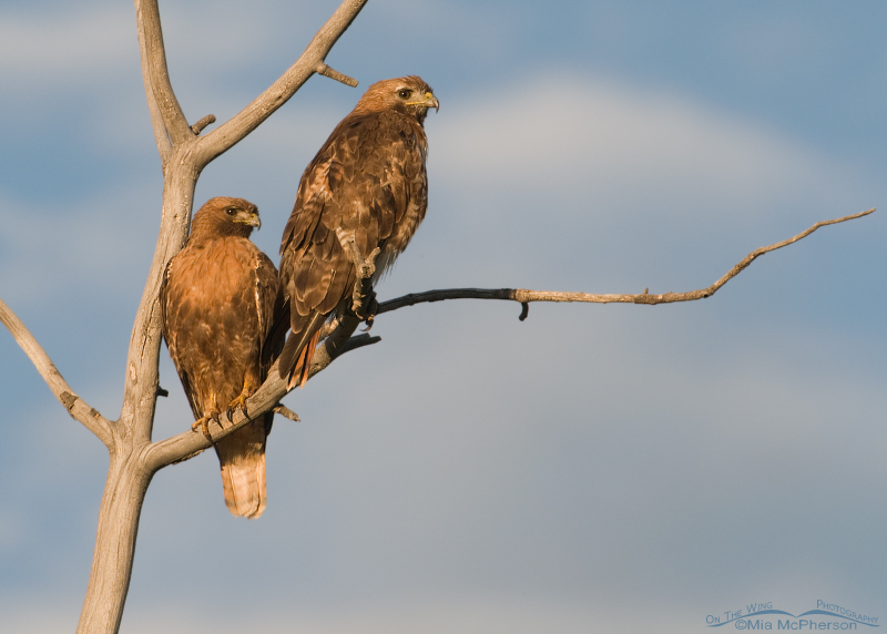 A pair of adult Red-tailed Hawks
