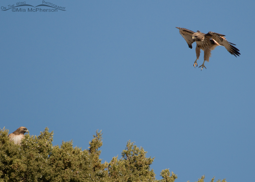 Male Red-tailed Hawk spiraling towards the female
