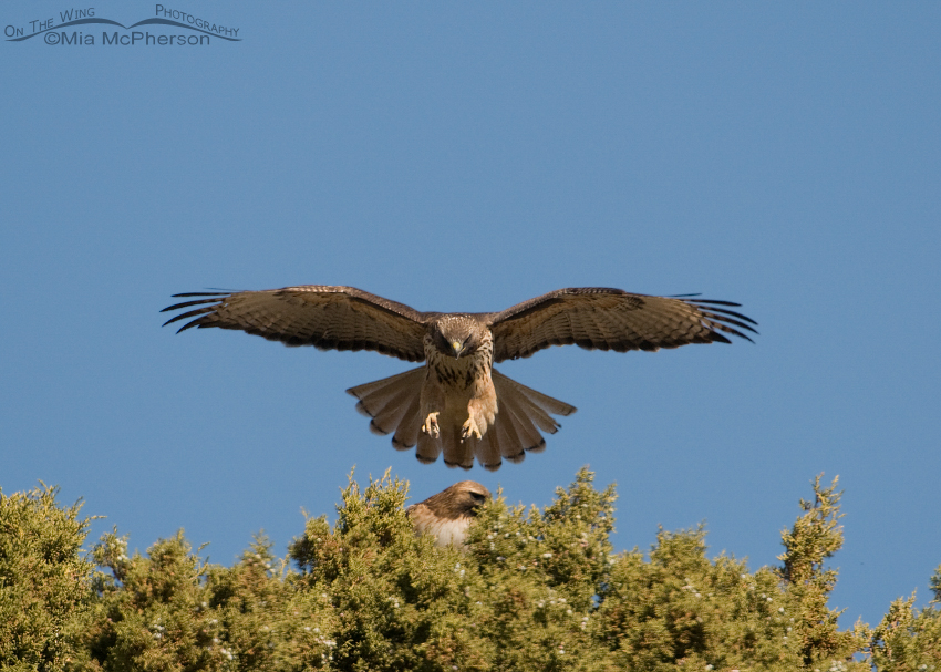 Red-tailed Hawk Courtship