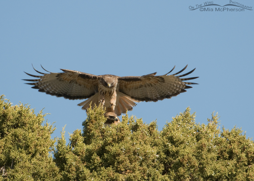 Male Red-tailed Hawk about to mate with the female