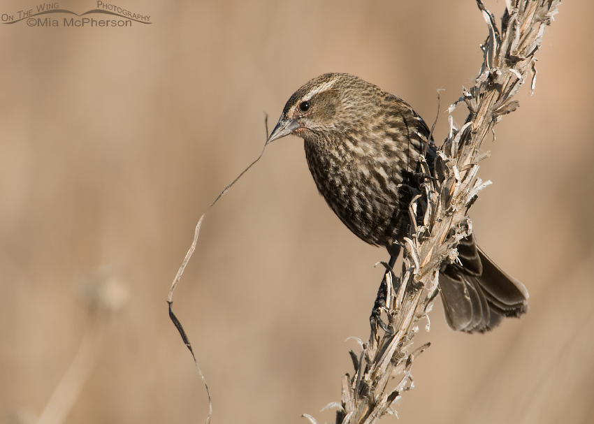 Female Red-winged Blackbird with nesting material