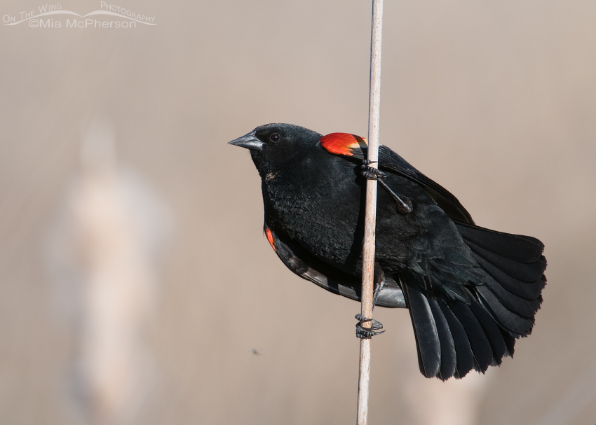 Red-winged Blackbird male on a Cattail At Bear River Bird Refuge