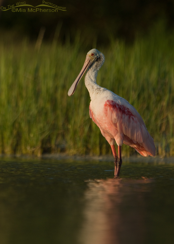 Sunset and a Roseate Spoonbill