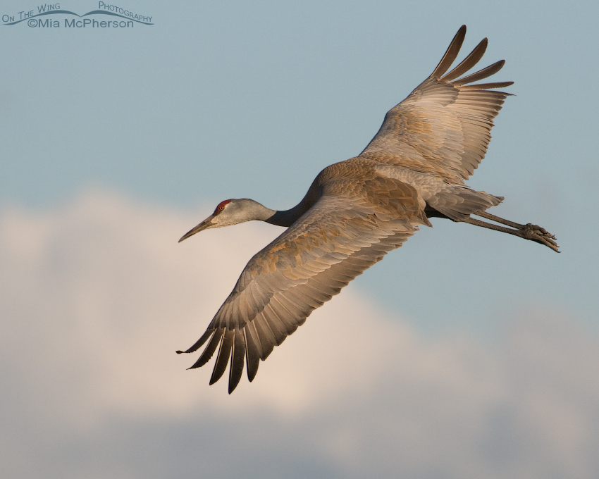Lone Sandhill Crane in flight