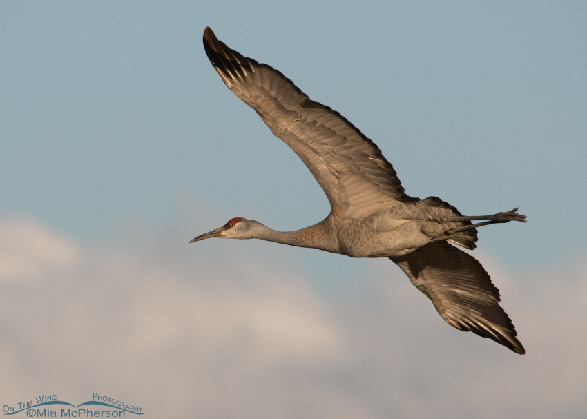 Sandhill Crane flying