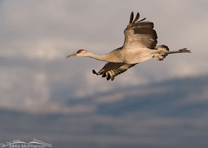 Sandhill Crane in flight with Thousand Lake Mountain in the background