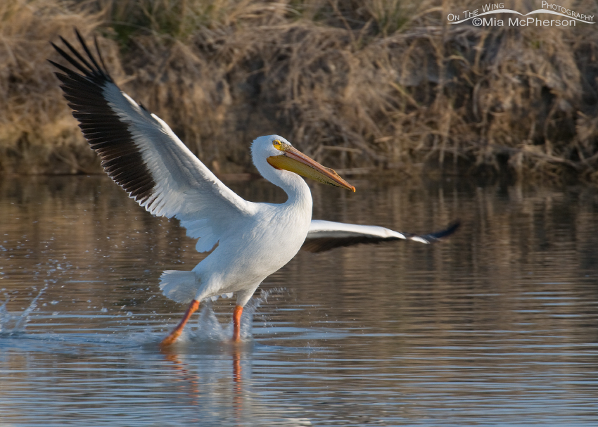 Landing American White Pelican