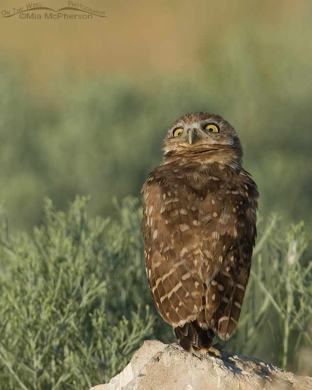 Juvenile Burrowing Owl looking high in the sky
