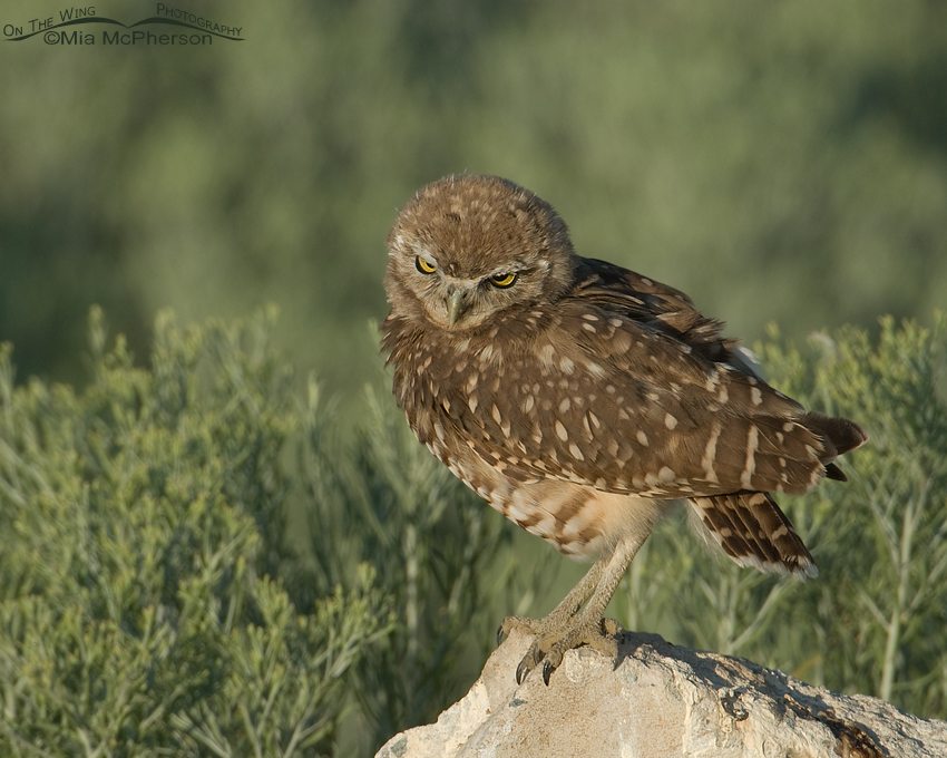 Juvenile Burrowing Owl with its head cocked