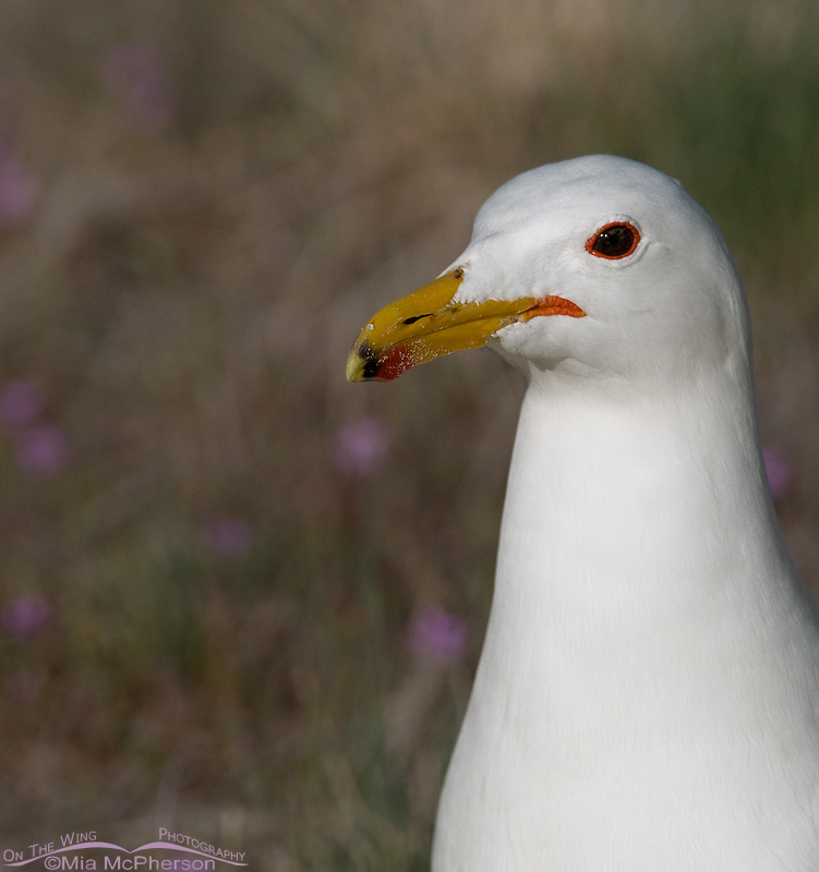 Portrait of a California Gull