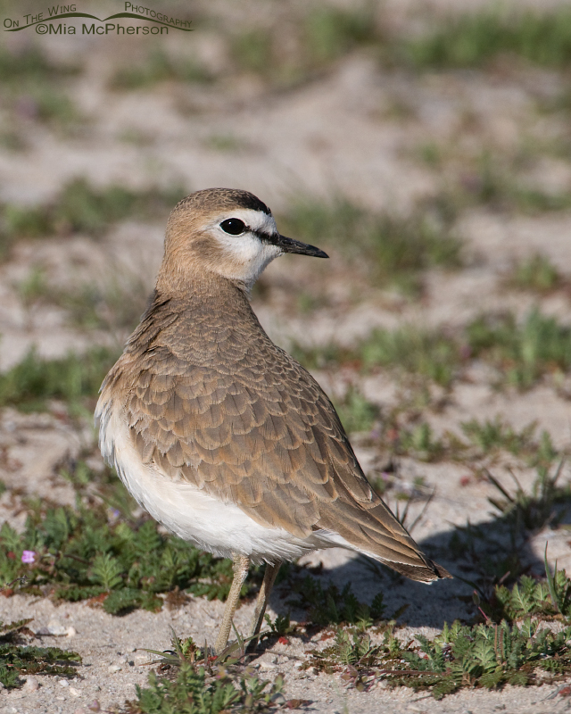 Female Mountain Plover in the spring