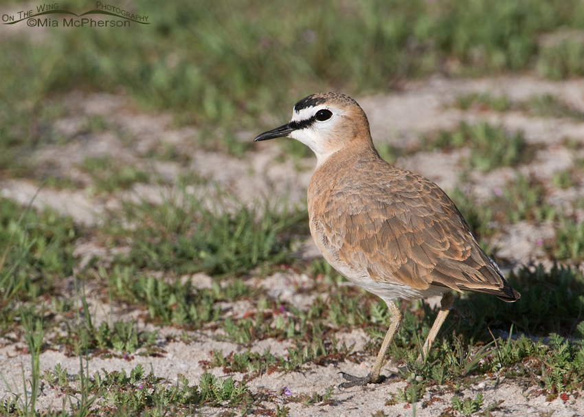 Male Mountain Plover in breeding plumage
