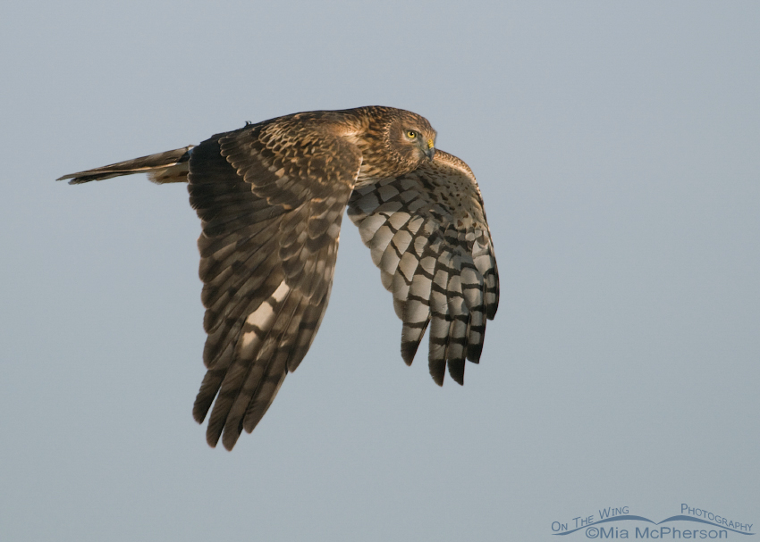 Female Northern Harrier in flight over a creek