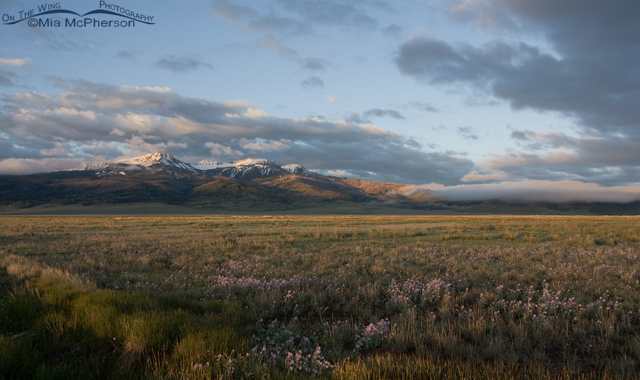 Centennial Mountain view from Red Rock Lakes National Wildlife Refuge, Montana
