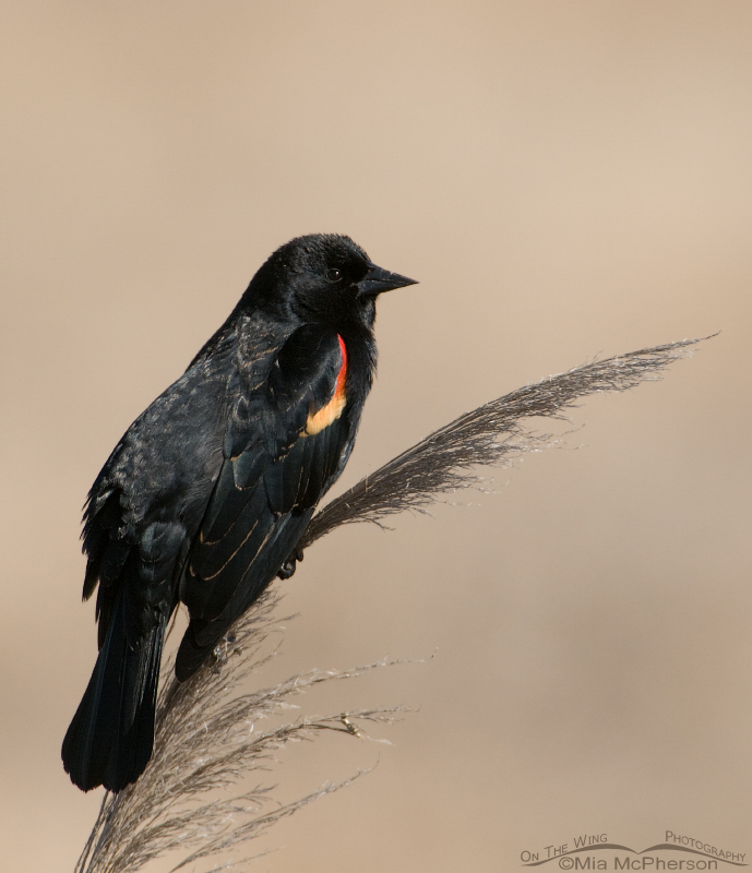 Male Red-winged Blackbird at Farmington Bay WMA