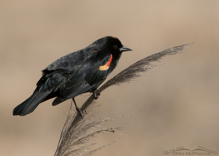 Red-winged Blackbird male on a spring day