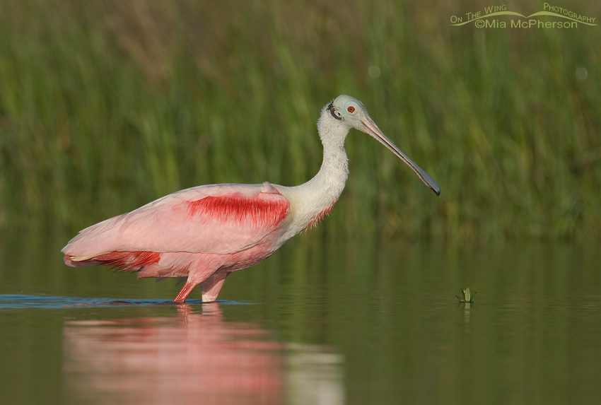 The pinks of a Roseate Spoonbill and the greens of a spartina marsh
