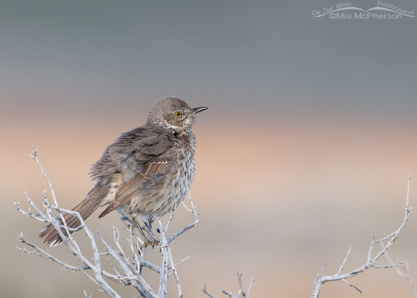 Fluffed up Sage Thrasher and pastel hues