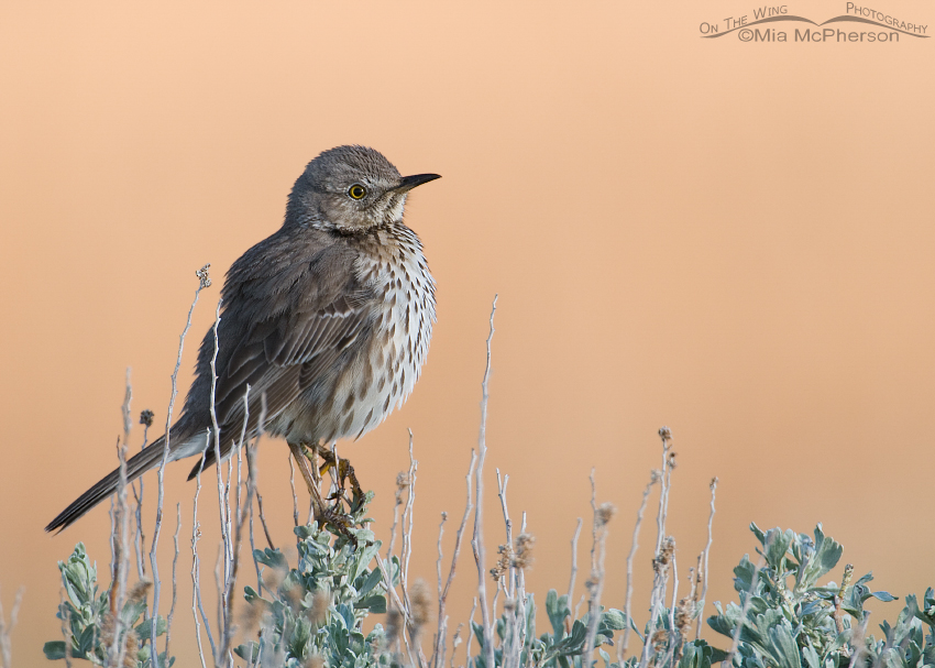Sage Thrasher with a peachy background