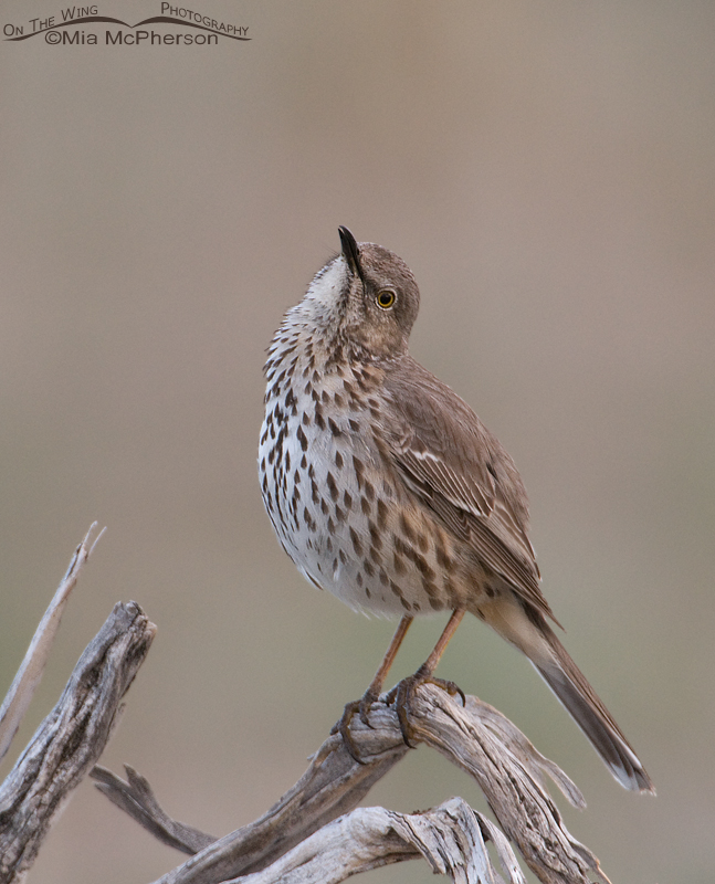 Sage Thrasher looking up