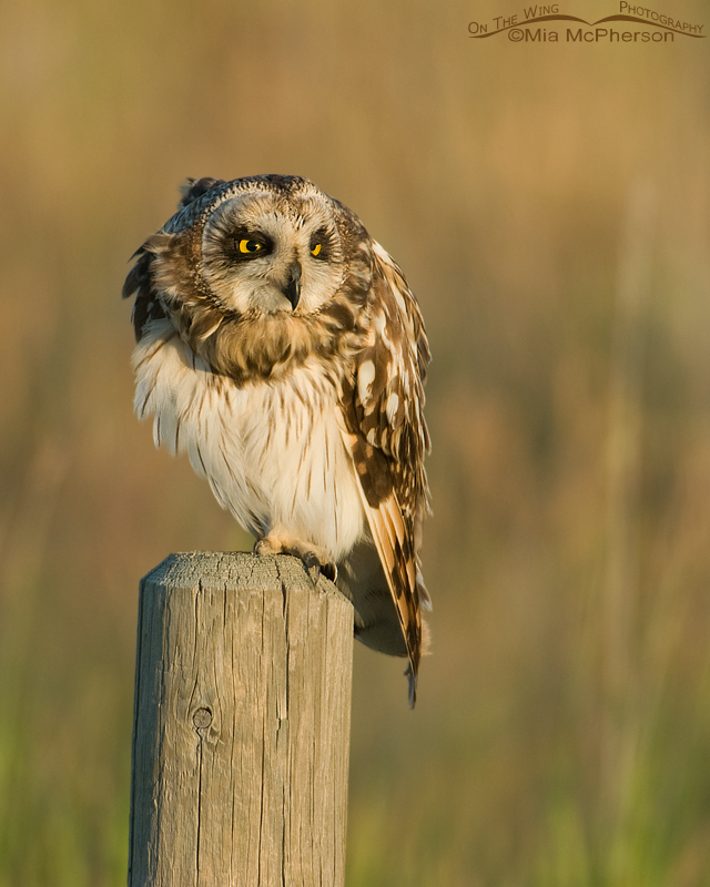 Goofy look from a Short-eared Owl, Glacier County, Montana