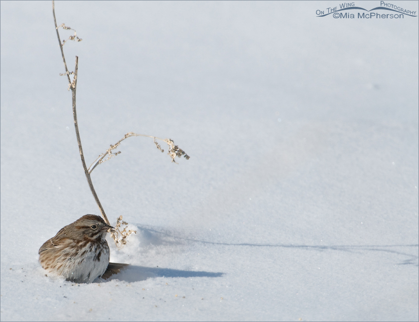 Song Sparrow foraging on a cold winter morning