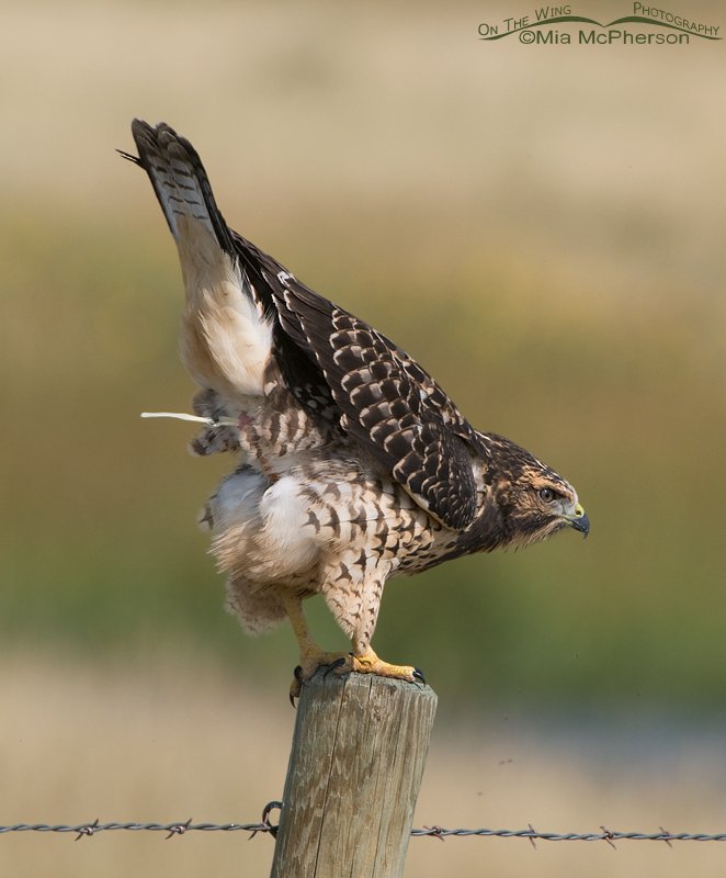 Juvenile Swainson's Hawk pooping