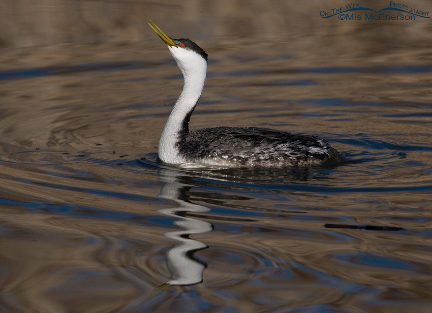 Western Grebe drinking and a squiggly reflection, Bear River Migratory Bird Refuge, Box Elder County, Utah