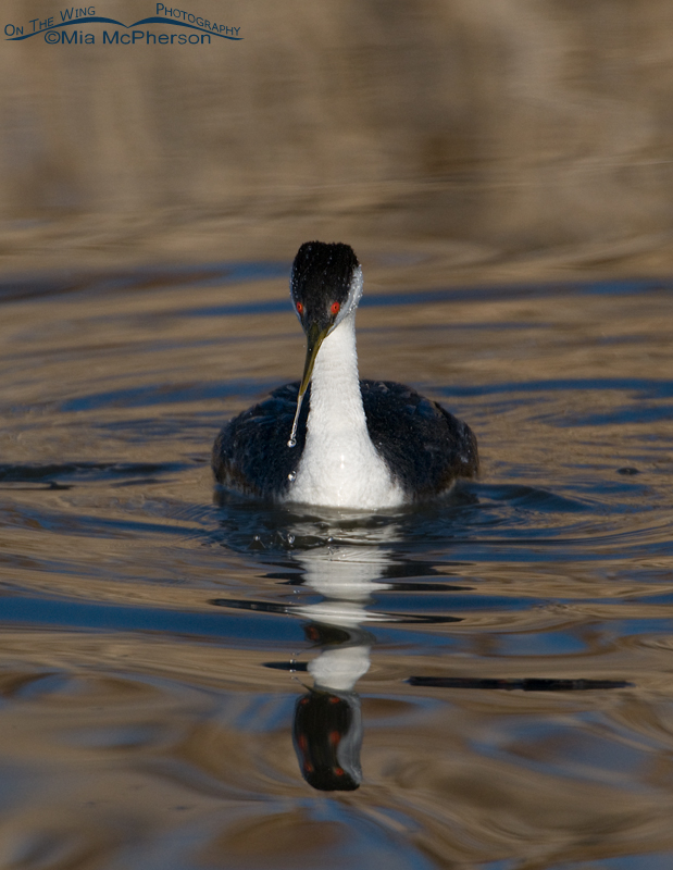 Western Grebe head on with a wiggly reflection, Bear River Migratory Bird Refuge, Box Elder County, Utah