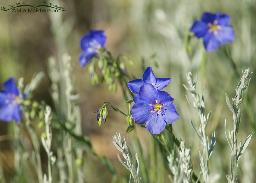 Wild Blue Flax