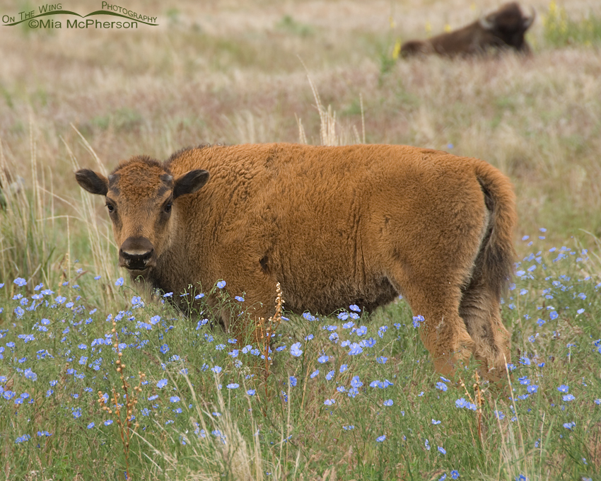 Lewis's Flax and an American Bison calf