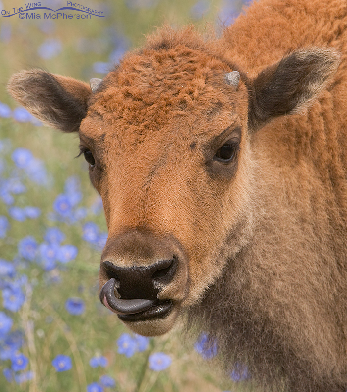 American Bison calf in a field with Lewis's Flax