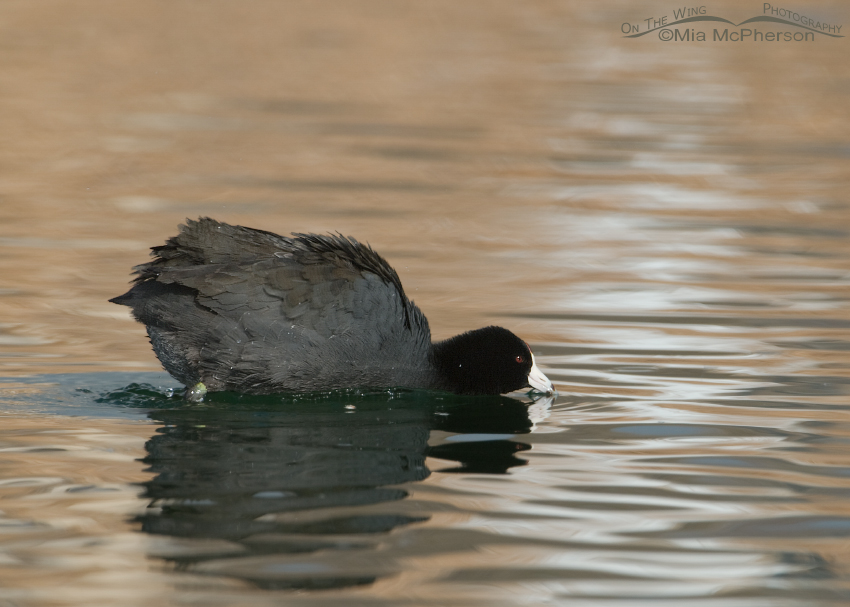 American Coot in a defensive posture