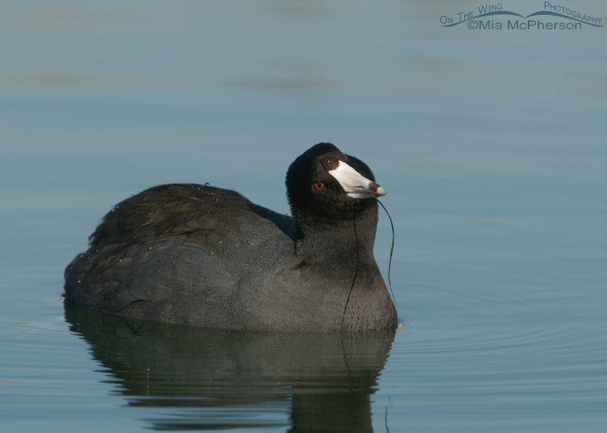 Curious American Coot