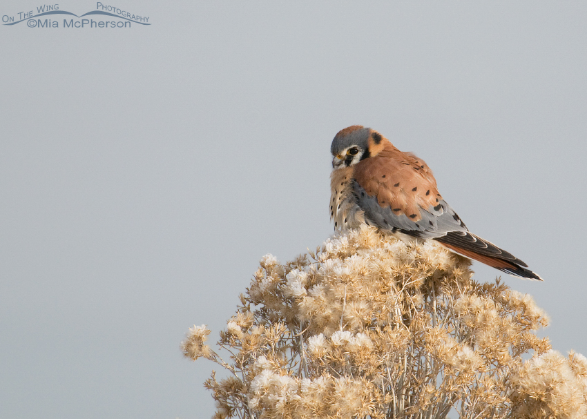 A frosty Rabbitbrush and a male American Kestrel
