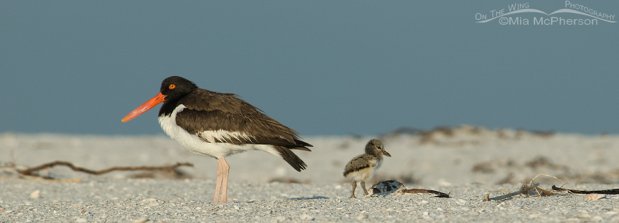 American Oystercatcher chick and adult
