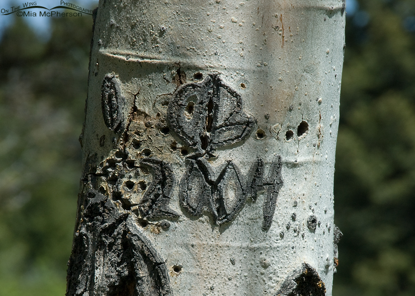 Nesting tree - Aspen with carvings on it