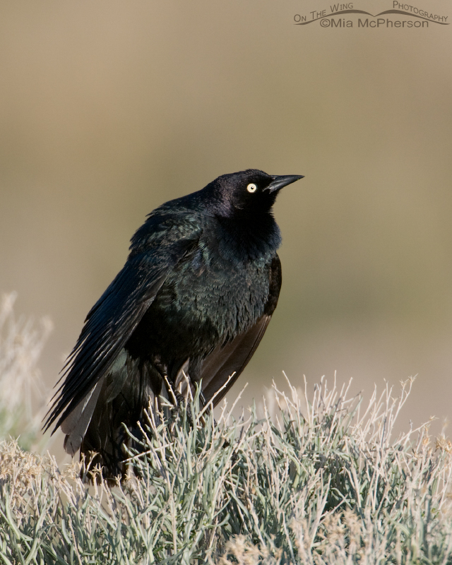 Brewer's Blackbird male displaying