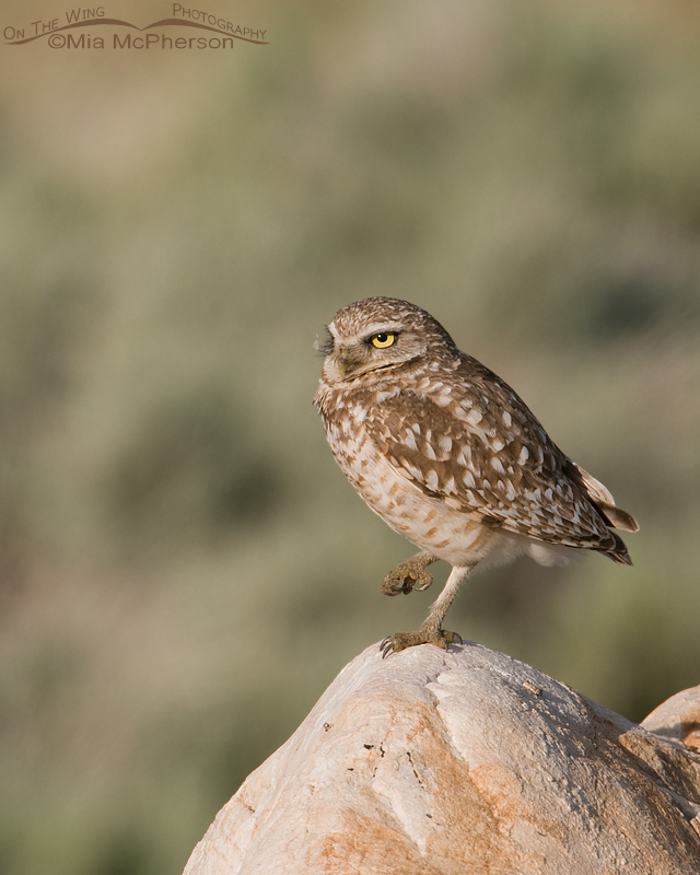 Burrowing Owl adult in the early morning