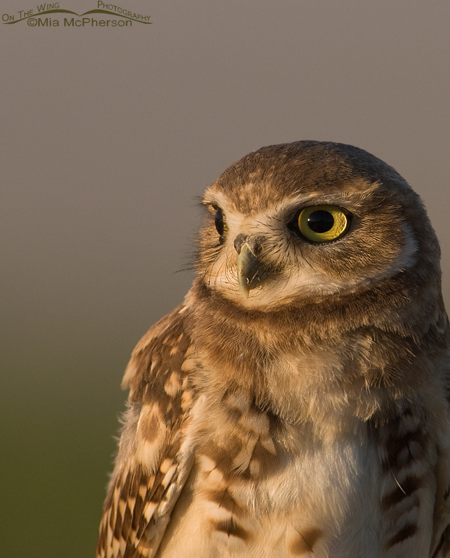 A simple Burrowing Owl juvenile portrait