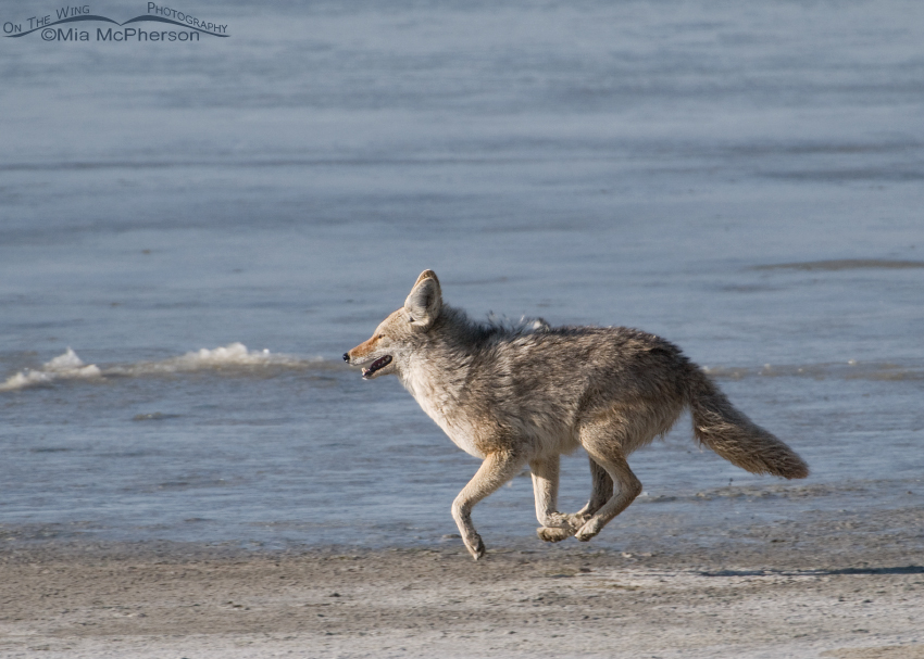 Coyote running like the wind along the causeway