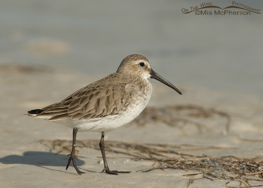 Dunlin on tidal flat